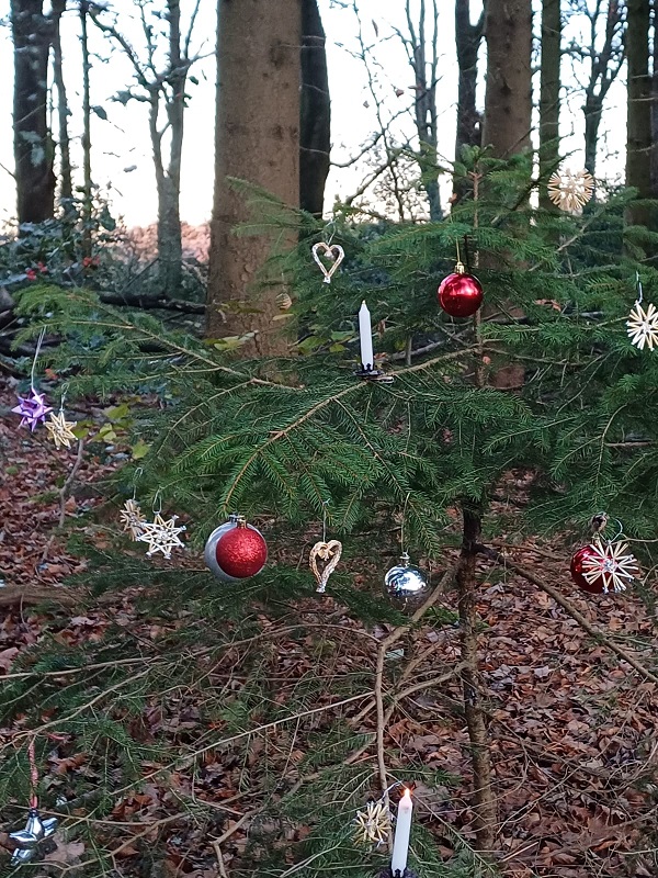 Weihnachtsbaum im Wald