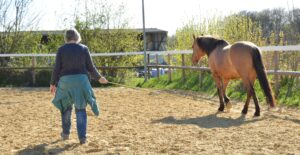 Übung mit dem Pferd